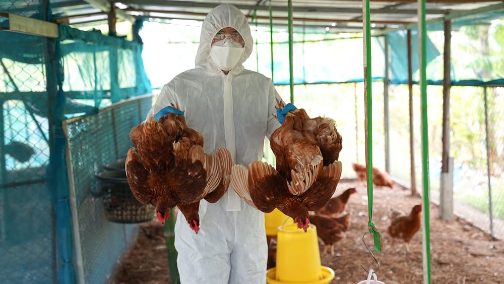 Fehlgeleitete Seuchenpanik | Von Felix Feistel Beitragsbild