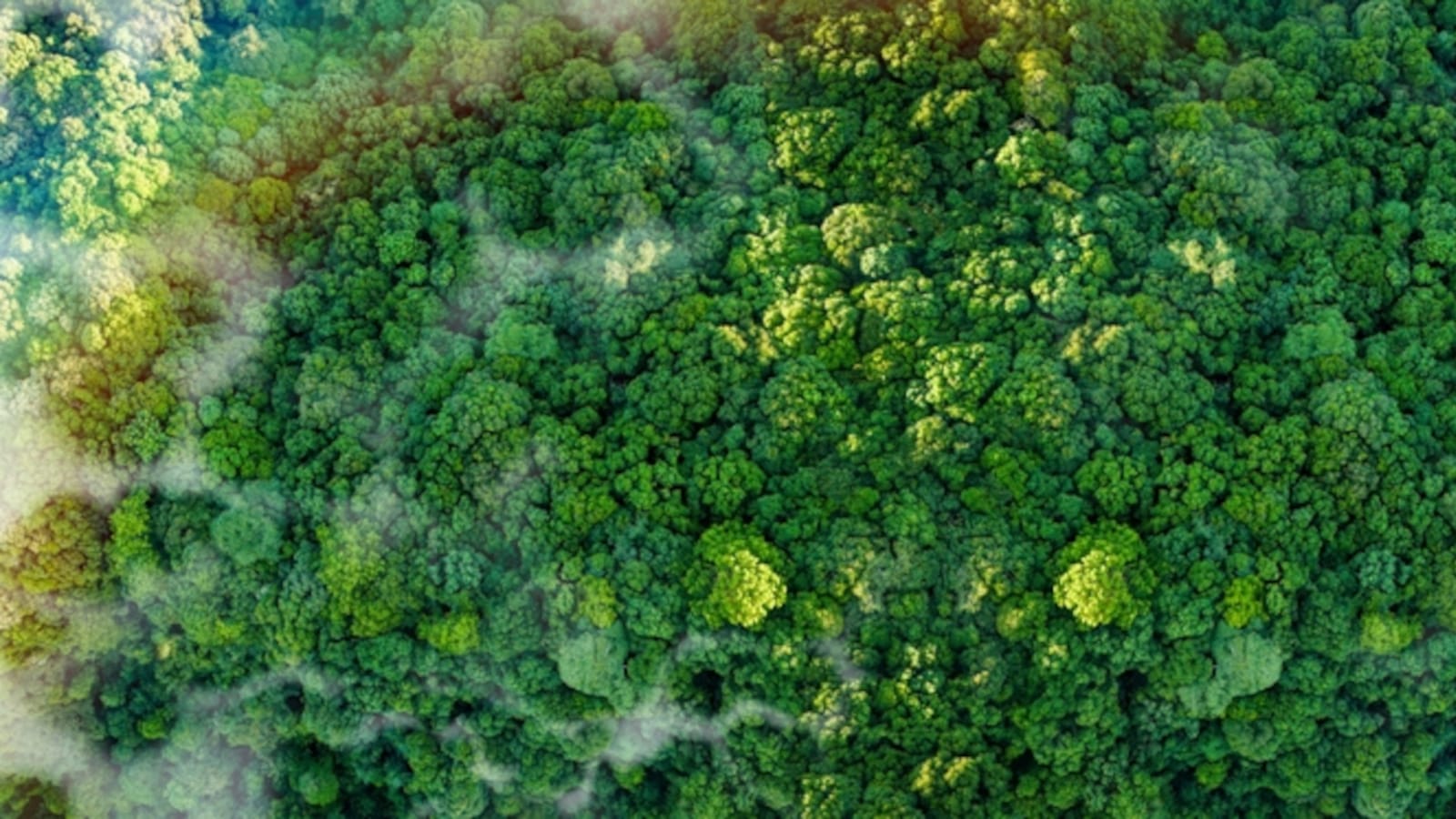 Das Bellen der Bäume | Von Dirk C. Fleck