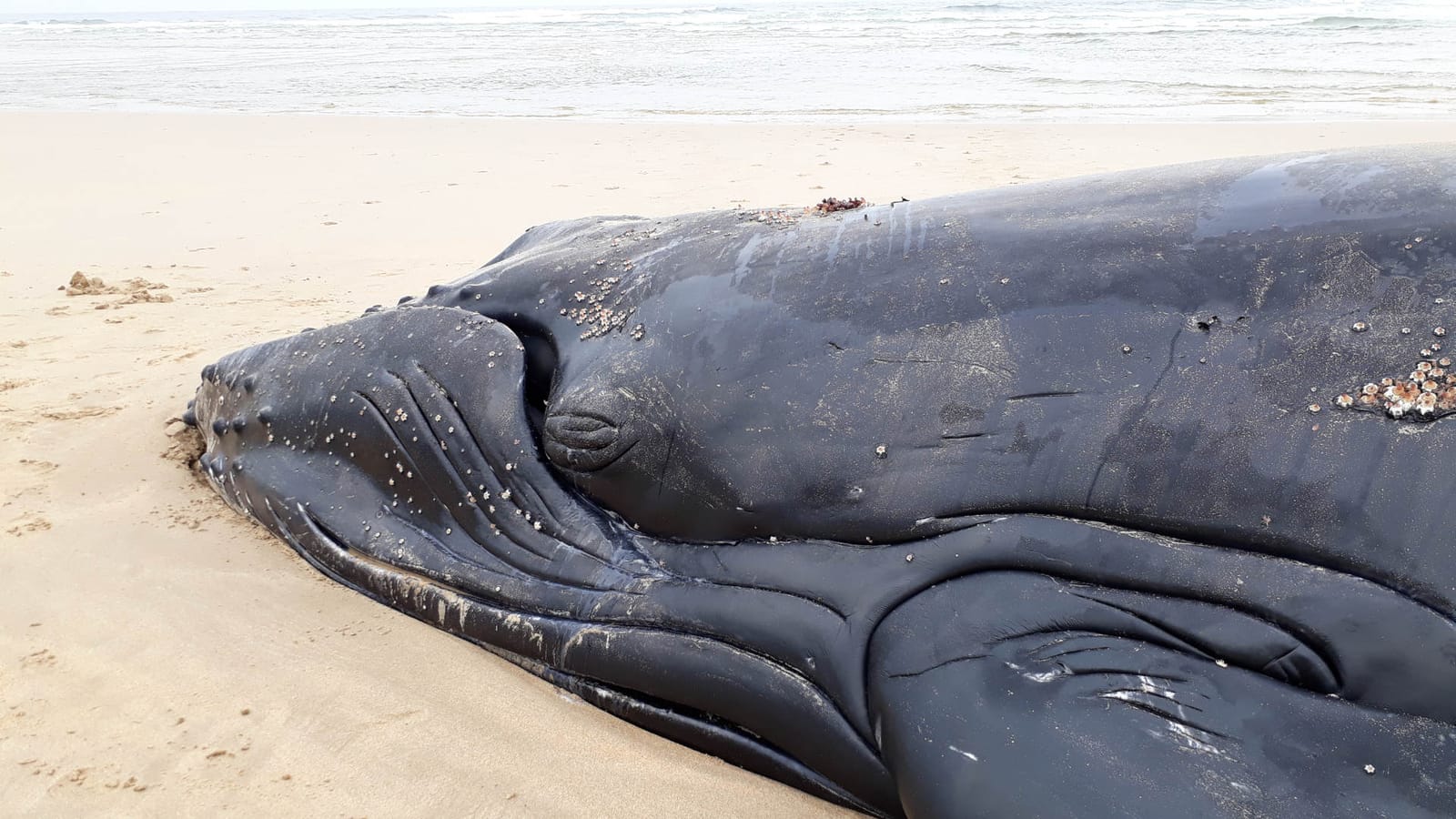 Timmy – ein sterbender Buckelwal als Pop-Star | Von Paul Clemente