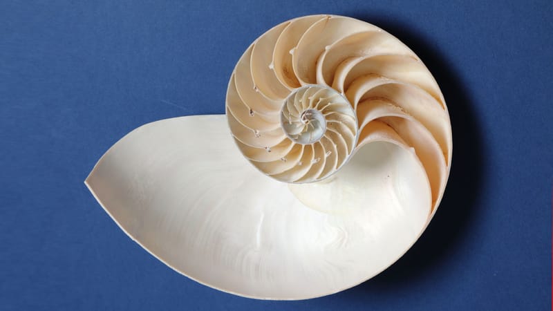 Der goldene Käfig | Von Hans-Jörg Müllenmeister Beitragsbild